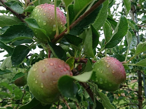 夏りんごの主役！「しなのリップ約3kg」長野県オリジナル品種。バランスのとれたりんごです。（写真は8/7現在です）お届け後冷蔵庫にて