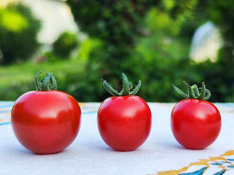【濃厚ミニトマト　キャロル１０】
トマト味まっさかり！（約1.2kg)