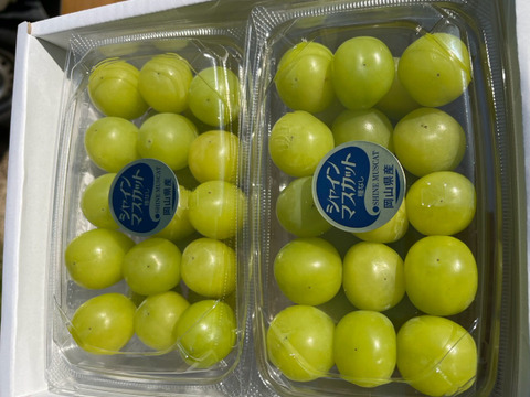 数量限定《訳あり》家庭用　　岡山県産シャインマスカット　粒詰め合わせ約350g×4p
