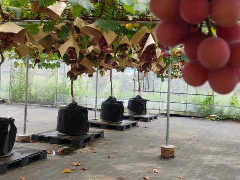 クイーンニーナ 800g（2~3房）栽培期間中農薬不使用 希少品種　すぐに売り切れる大人気品種！