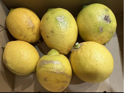 【安心安全！】農薬不使用　国産レモン（完熟）4.5kg