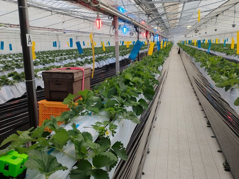 いちご すず （ベリーポップすず）230g×2パック 甘味とコクが際立つおいしさ 化学農薬不使用