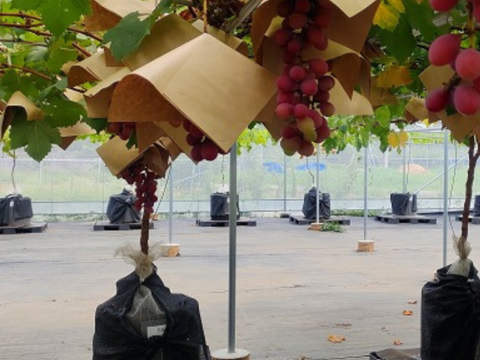 クイーンニーナ 800g（2~3房）栽培期間中農薬不使用 希少品種　すぐに売り切れる大人気品種！