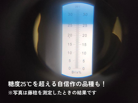 品種おまかせ詰め合わせ ぶどう 500g（2房）栽培期間中農薬不