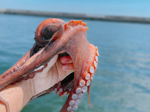2種のタコ 食べ比べ 蛸壺漁師が送る 一味違う自慢の味 愛知 日間賀島産 丸ごと1匹 ぶつ切り 愛知県産の魚 食べチョク 産地直送 産直 お取り寄せ通販 農家 漁師から旬の食材を直送