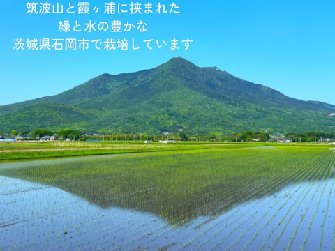 旬到来！ マンゴー 約800g（2玉）栽培期間中農薬不使用【ギフト用】