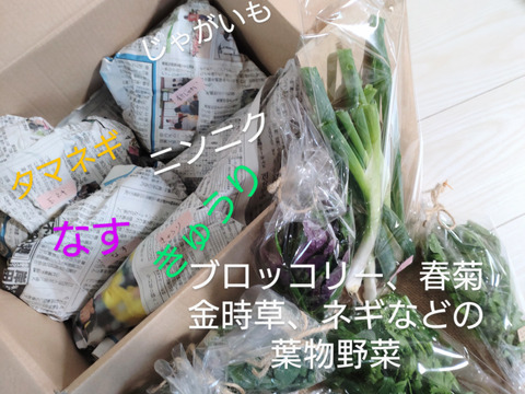 【お買い得☆旬の野菜セット（10品〜13品目）☆７月☆８月】新鮮お野菜🌿🫛🧅農薬、除草剤、化学肥料等、一切不使用☆ゆうパック🏣80サイズにたっぷりお入れいたします☆