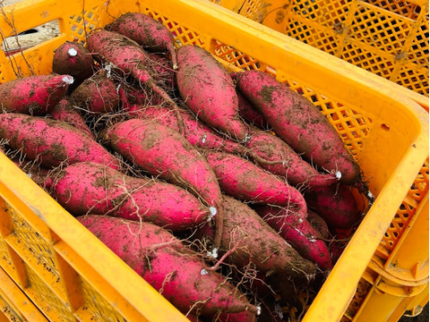 低温熟成保管‼茨城県産紅はるかS～Ｌサイズ混合５㎏　さつまいも　サツマイモ