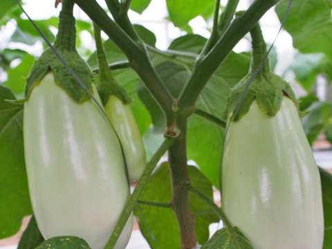 まるでナスのプリン！？🍮新鮮とろ〜り白ナスBOX🍆（1.5kg前後）