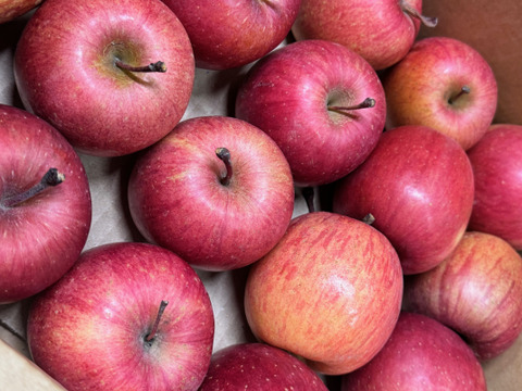 【ジュース加工用・極小玉 バラ詰め】サンふじ🍎約2.7Kg🍎手のひらサイズ　加工用りんご　青森県産　数量限定