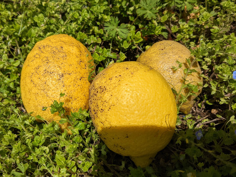 【訳あり】【栽培期間中農薬不使用】大崎上島産完熟レモン2kg