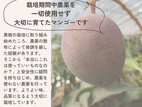 旬到来！ マンゴー 約800g（2玉）栽培期間中農薬不使用【ギフト用】