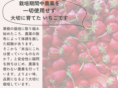いちご すず （ベリーポップすず）230g×2パック 甘味とコクが際立つおいしさ 化学農薬不使用