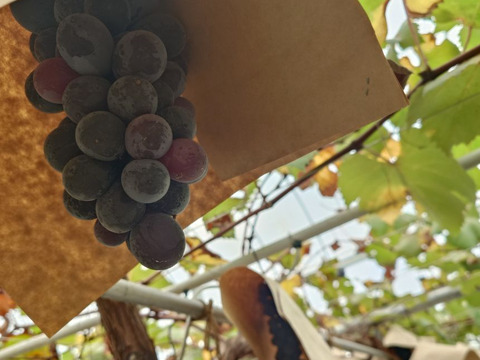 BKシードレス 800g（2~3房）栽培期間中農薬不使用 　甘味が強く、食べ応えのある歯ごたえが持ち味