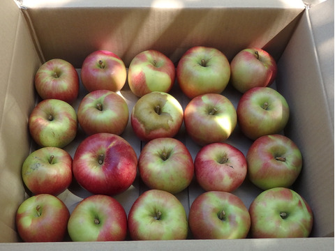 サンつがる　加工用（生食も可）5キロ箱【葉とらず】JA基準より60％減の低農薬栽培