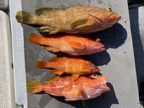 明日朝まで限定！捕れたて！アコウ・カサゴ・アカハタ 約2.5kgオーバー 長崎県対馬市(内臓・鱗処理済)
