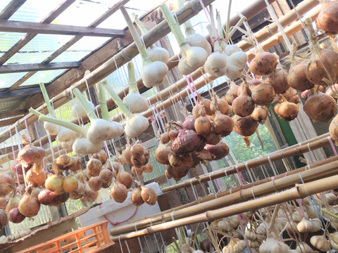 お買い得♪ニンニクにんにく バラ売り 50個入り☆バラにんにく🧄農薬、除草剤、化学肥料不使用※常温発送