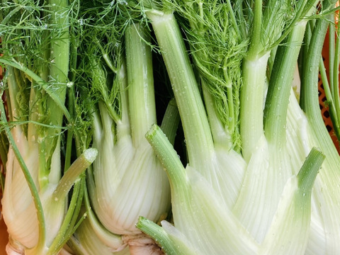 富山県産 フェンネル フィノッキオ 約1kg