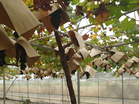 BKシードレス 800g（2~3房）栽培期間中農薬不使用 　甘味が強く、食べ応えのある歯ごたえが持ち味