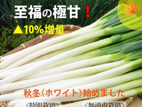 【全葉入り】⭕️至福の極甘ネギ❗️❗️秋冬(ホワイト)✨S／M／L約4kg28本入り⭕️✨信州産✨【特別栽培】✨【無消毒栽培】
