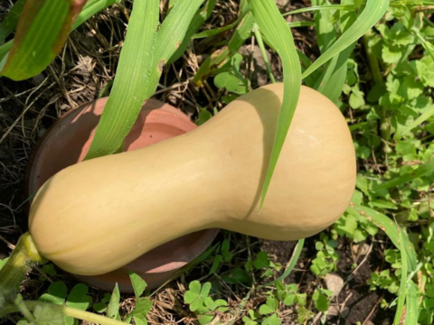 【お買い得！！お野菜４種セット！！】★馬鈴薯 ★バターナッツかぼちゃ ★にんにく ★小ぶり玉ねぎ