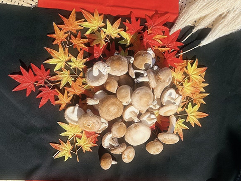 新鮮！肉厚ジューシー椎茸 ～Ⅽ品～【サイズいろいろ　１ｋｇ】