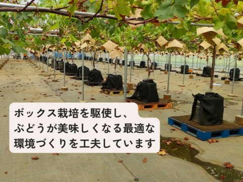 品種おまかせ詰め合わせ ぶどう 2kg（3~5房）栽培期間中農薬不使用 ジュエルマスカット、ナガノパープル、サニールジュ、マイハート、天山、クイーンニーナ、シャインマスカットの中からランダムでお届け