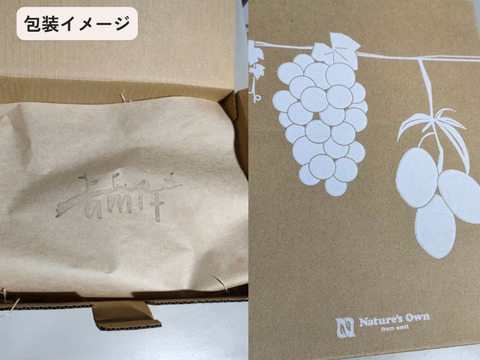 旬到来！ マンゴー 約800g（2玉）栽培期間中農薬不使用【ギフト用】