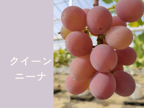 品種おまかせ詰め合わせ ぶどう 2kg（3~5房）栽培期間中農薬不使用 ジュエルマスカット、ナガノパープル、サニールジュ、マイハート、天山、クイーンニーナ、シャインマスカットの中からランダムでお届け