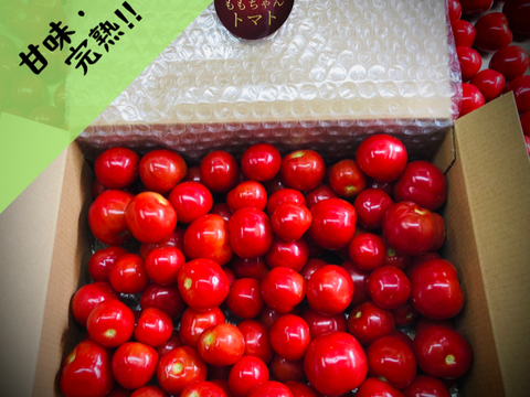 【まるでフルーツ!薄皮新食感!】"ももちゃんトマト"(1kg)