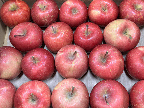 ★すぐに出荷★【加工用バラ詰め】極小玉のほのか（早生ふじ） ジュース、スイーツ、コンポート、すりおろし林檎　加工用・業務用🍎約2.7Kg　青森県産