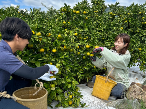 まろやか【上野早生】有田みかん　極早生3キロ　2Sサイズ 家庭用　低農薬