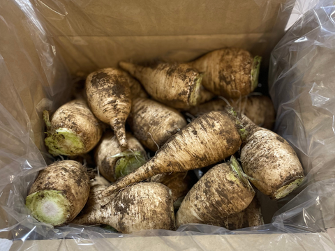 規格外/個包装なし/冬季限定1人前使い切りの極小サイズ/GI取得のうま辛い辛味大根！年越し蕎麦やハンバーグ、お刺身に【松館しぼり大根】(SSサイズ2Kg)