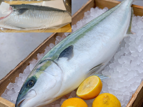青空レストランで紹介された
平戸なつ香ヒラス半身（約１ｋｇ）真空パック・あら無し【さばき方＆魚レシピ付き】
長崎を代表するフルーツ魚！ヒラマサ【冬ギフト】【熨斗対応可】