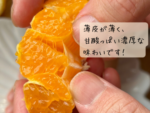 不知火　5キロ18個　家庭用