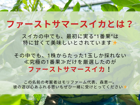 【ギフト・お中元用】5人に1人しか届けられない！糖度もサイズも最上級『ファーストサマースイカ』（3Lサイズ1玉入り:2.5人分）
