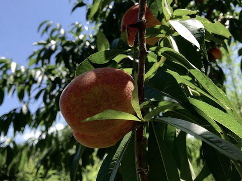 【限定商品】自然栽培の桃のコンフィチュール
