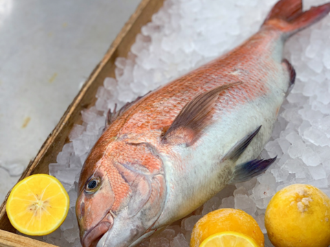 青空レストランで紹介された！
平戸なつ香タイ（約２ｋｇ）【母の日ギフト】【メッセージカード付き】
長崎を代表するフルーツ魚！【さばき方＆魚レシピ付き】【熨斗対応可】