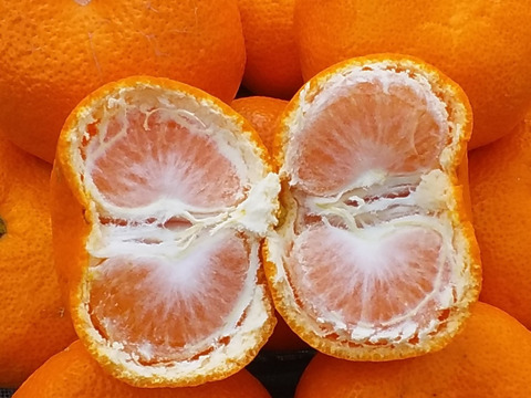 【美味】濃厚味青島みかん(4kg)和歌山産「常温便」