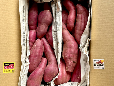 日替わり「さつまいも」2種類セット！色々なサイズ入り  5キロ箱【訳あり】