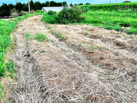 【増量】たっぷり！まとめ買い、完全自然のままの贈り物。ホーリーバジルティー20gx3袋合計60g（急須で約45回分）