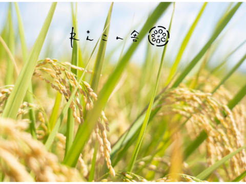 "レシピ3種付"米粉用品種『こなだもん』500g ×3P　気流粉砕製粉で扱いやすい