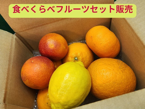 箱込約３㌔　柑橘あじくらべ　旬の美味しい果実があじくらべ