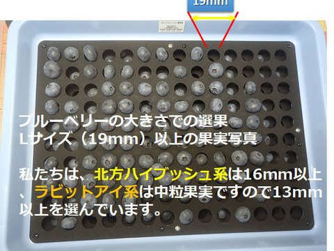 完熟手摘み選別した冷凍ブルーベリー１Kg ：ノーザン系（250gの4パック）：ひと粒に、自然の贅沢をそのまま閉じ込めて。凍ったままが美味しい！