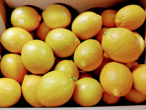 瀬戸内レモン