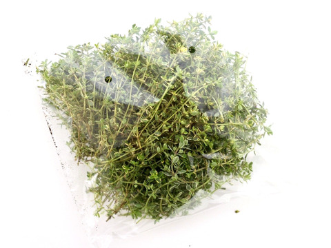 無農薬*フレッシュ レモンタイム 50g