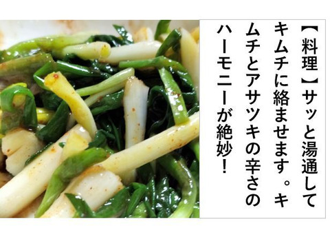 あさつき【キュルッと食感、ほっこりする甘さ】＜約800g＞