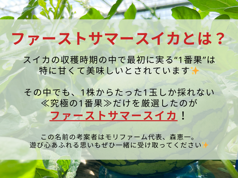 5人に1人しか届けられない！糖度もサイズも最上級『ファーストサマースイカ』（3Lサイズ1玉入り:2.5人分）