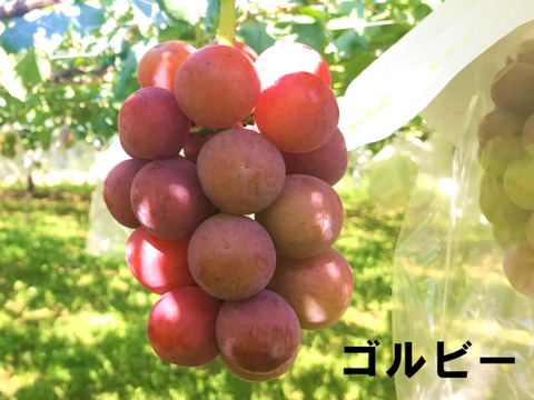 【夏ギフト】シャインマスカット＋他2種類3色セット1700g以上（3～4房）