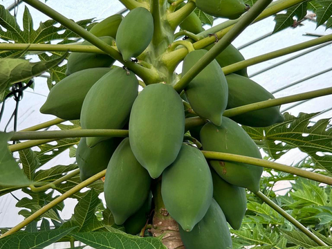 青パパイヤをカレーで美味しく！『波乗りパパイヤカレー』（１人前✖️１０個セット）